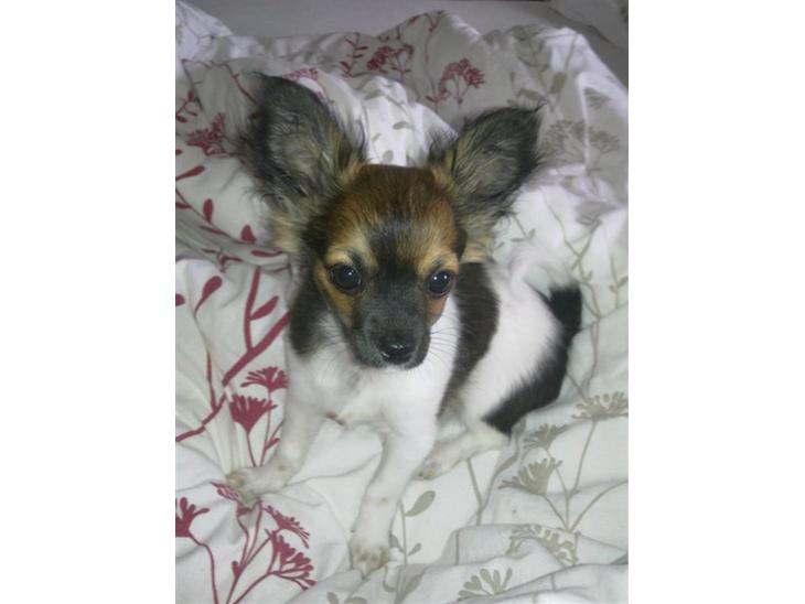 {{currentPhoto.altText}} billede {{currentPhoto.number}}