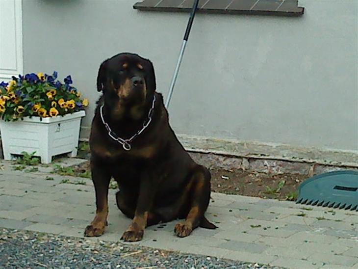Rottweiler Ozzy *R.I.P* - Gårdens Bjørn.... billede 1