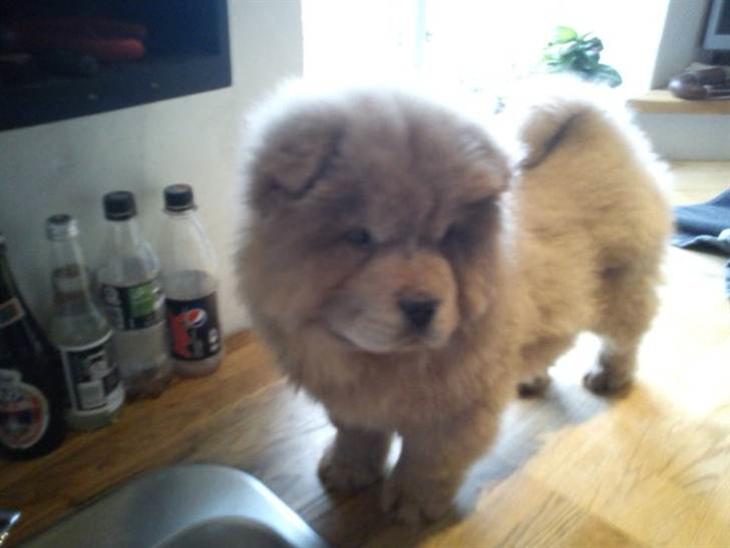 Chow chow basse - min dejlige løve billede 1