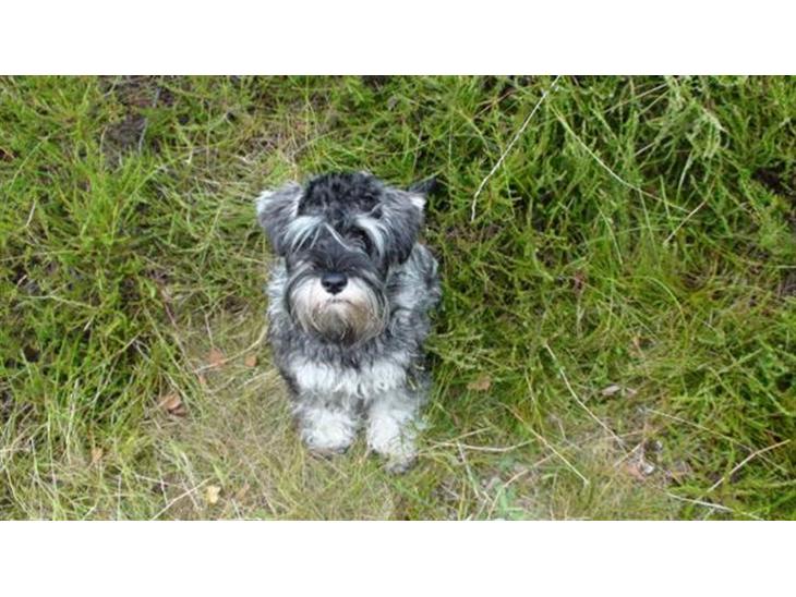 {{currentPhoto.altText}} billede {{currentPhoto.number}}