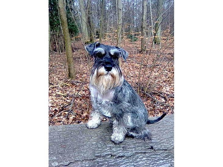 {{currentPhoto.altText}} billede {{currentPhoto.number}}