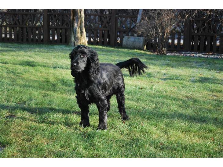 Cocker spaniel Line billede 1