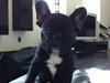 Fransk bulldog Liva