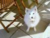 Japansk spids Tilde [Tidl. hund]