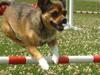 Blanding af racer Mille [Tidl. hund]