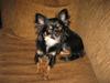 Chihuahua Tessa