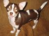 Chihuahua Püppi