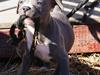 Staffordshire bull terrier Blue Blazing Happy Feet