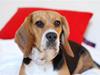 Blanding af racer Bailey    Beagle/Basset