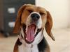 Blanding af racer Bailey    Beagle/Basset