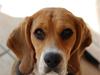 Blanding af racer Bailey    Beagle/Basset