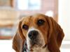 Blanding af racer Bailey    Beagle/Basset