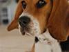Blanding af racer Bailey    Beagle/Basset
