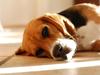 Blanding af racer Bailey    Beagle/Basset