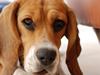 Blanding af racer Bailey    Beagle/Basset