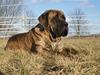 Mastiff Engelsk Mastiff, Bodil