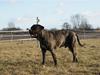 Cane corso Balder
