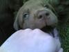 Labrador retriever Lablunas AttraktiveAlbert