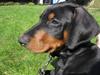 Dobermann Hannibal