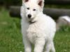 Hvid Schweizisk Hyrdehund Morris