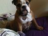 Engelsk bulldog Bella