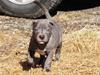 Staffordshire bull terrier Blue Gentle Bull [Tidl. hund]