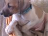 Dansk svensk gaardhund Hugo