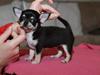Chihuahua Pini (your beautifull) R.I.P ! :( [ Himmelhund]