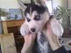 Siberian husky Zacky