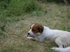 Kooikerhondje Mille