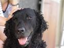Curly coated retriever Tess