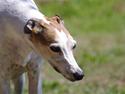 Greyhound Winnie