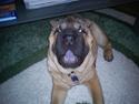 Shar pei Dong (dongy)