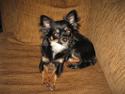 Chihuahua Tessa
