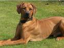 Rhodesian ridgeback "Bhara Bhara" Jengo