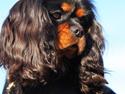 Cavalier king charles spaniel Jade