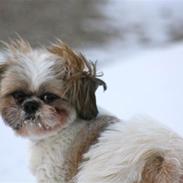 Shih tzu Luna