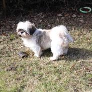 Shih tzu Luna