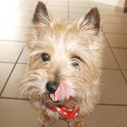 Cairn terrier Rusti