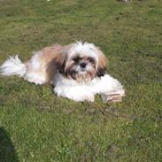 Shih tzu Luna
