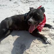 Staffordshire bull terrier Chica *Beautyness