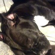 Staffordshire bull terrier Chica *Beautyness