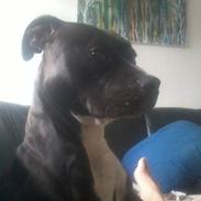 Staffordshire bull terrier Chica *Beautyness