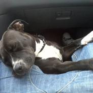 Staffordshire bull terrier Chica *Beautyness