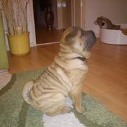 Shar pei Dong (dongy)