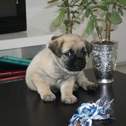 Blanding af racer Tilde