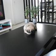 Blanding af racer Tilde