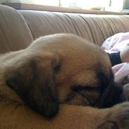 Blanding af racer Tilde