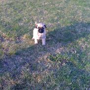 Blanding af racer Tilde