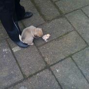 Blanding af racer Tilde